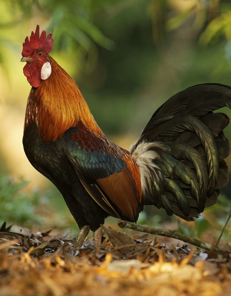 Feral Chicken - Invasive Species of the Virgin Islands