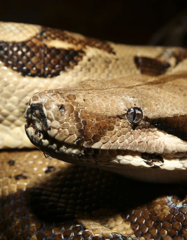 Red Tailed Boa - Invasive Species of the Virgin Islands