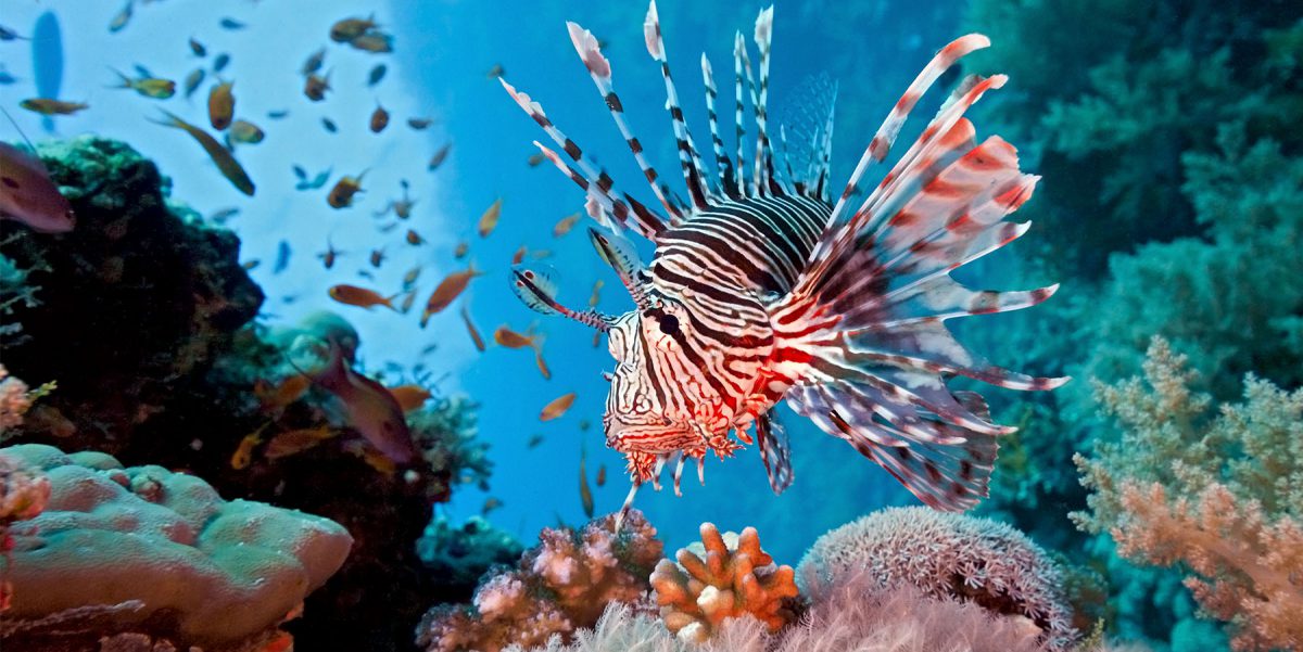 Featured Image