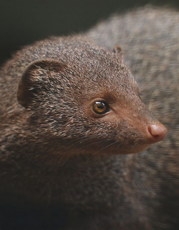 Small Indian Mongoose Invasive Species of the Virgin Islands
